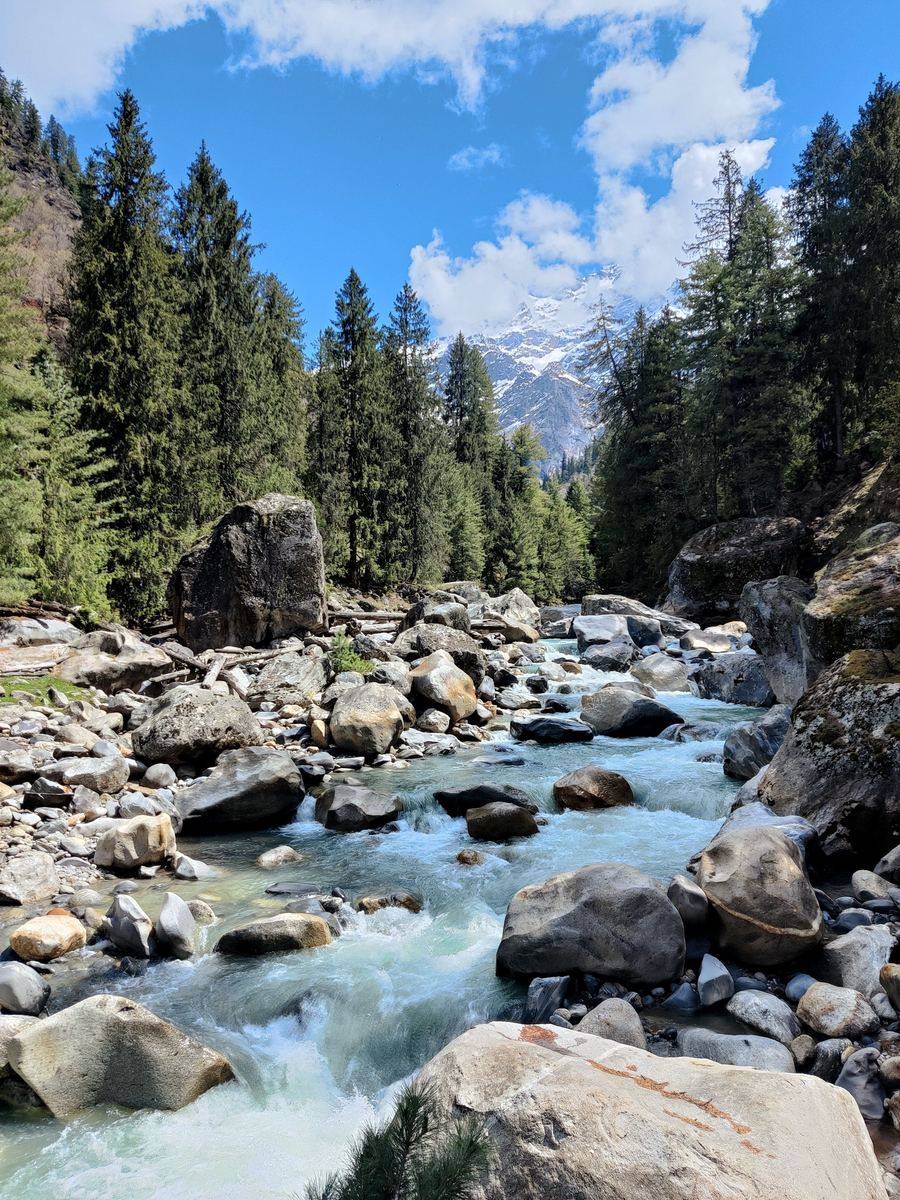 Clear mountain river running over boulders through pine forest in the Parvati Valley
